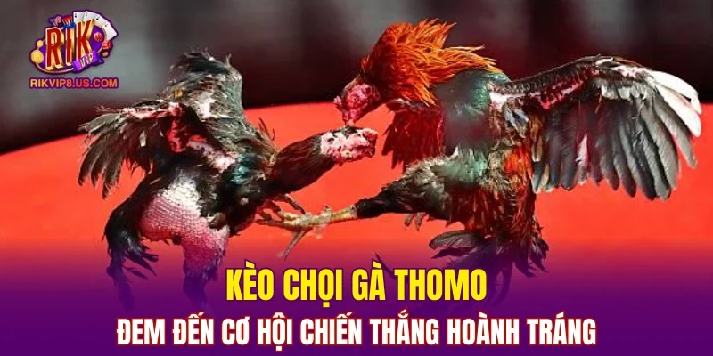 Kèo chọi gà Thomo đem đến cơ hội chiến thắng hoành tráng