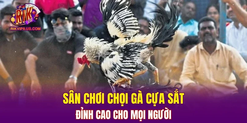 Sân chơi chọi gà cựa sắt đỉnh cao cho mọi người