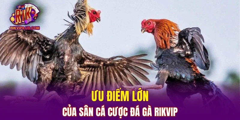 Ưu điểm lớn của sân cá cược đá gà RIKVIP